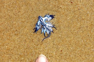 2015.2.18 Nudibranch Jesse and I found, Sapphire Beach, NSW, Australia  